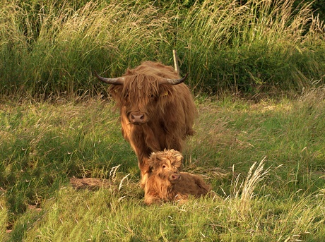 schotse hooglanders