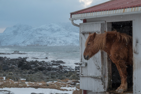 Schuilen voor de sneeuw