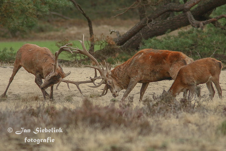 Bronst gevecht