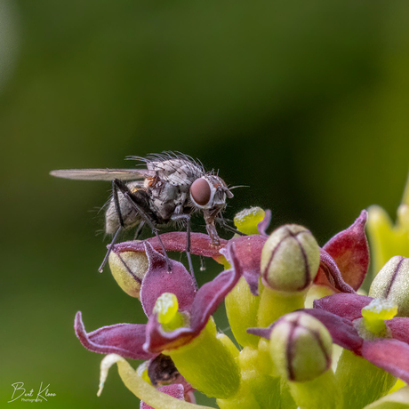 Vliegje aan het snoepen…