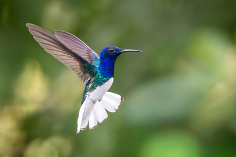 Witnekkolibrie (m) in vlucht