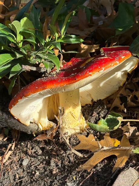 vliegenzwam in de zon