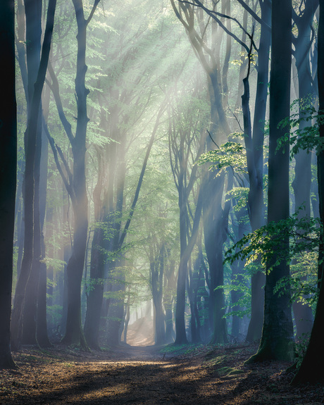 Lente in Speulderbos