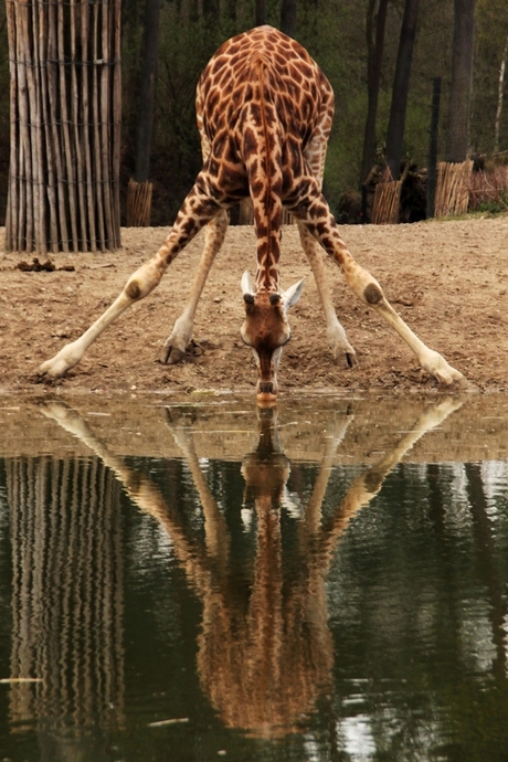 giraffe drinkt charmant