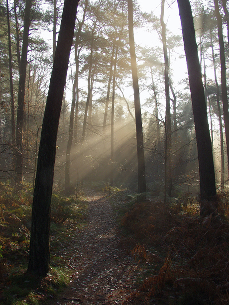 Mist in de ochtend