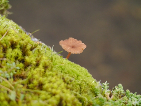 Een paddenstoeltje