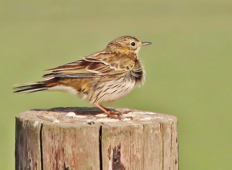 Graspieper op houten paal