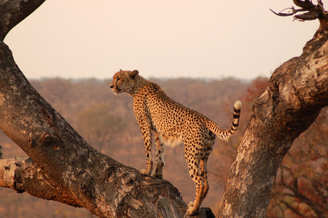 Cheetah - Kruger NP