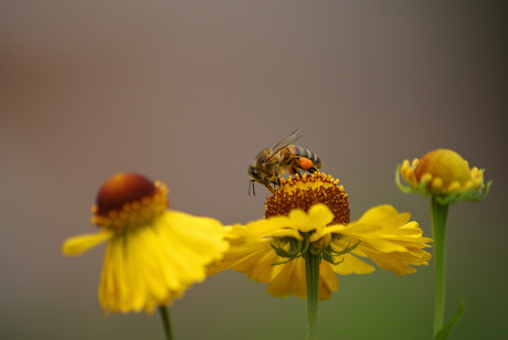 Bij op Helenium