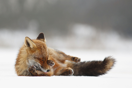 Comfortably Fox