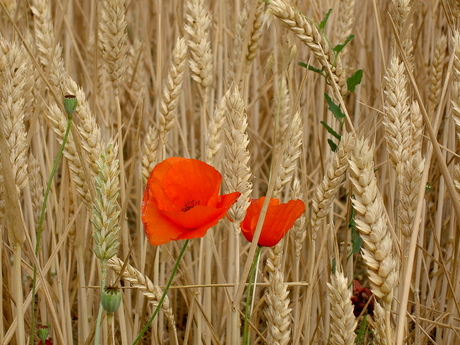 Papaver