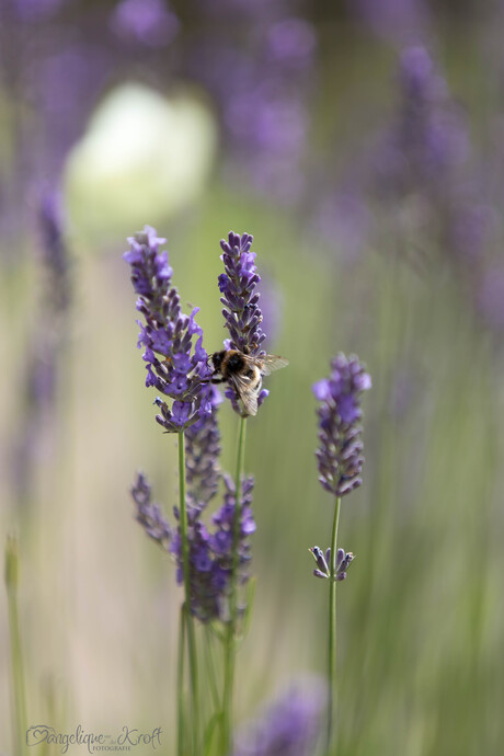 Lavendel