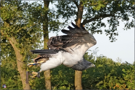 Grijze arendbuizerd …