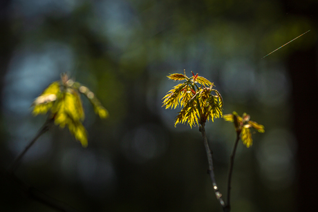 Lente