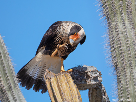 Kuifcaracara zwaait naar ons