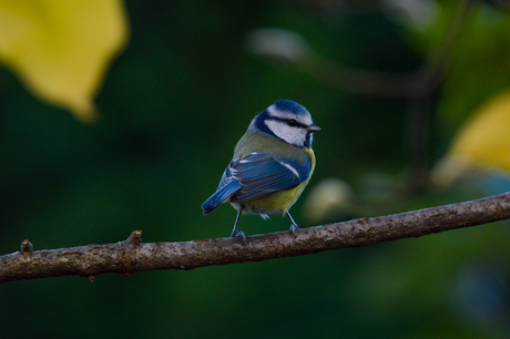 Eurasian Blue tit