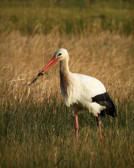 Kikker op het menu vandaag