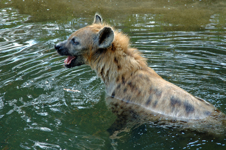 Spelende hyena