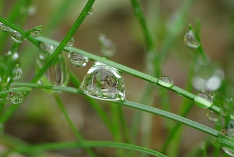 regendruppel in het gras