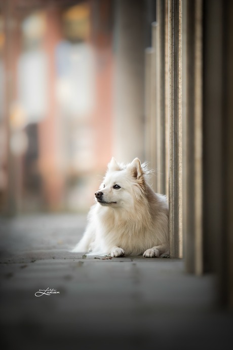 Keeshond Mylo