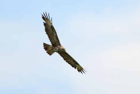 Buizerd geeft vliegshow