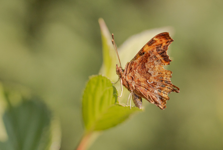 Tuin safari