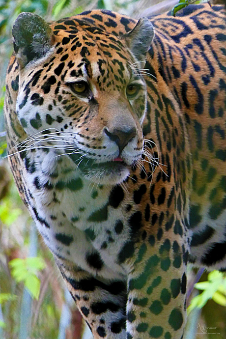 jaguar