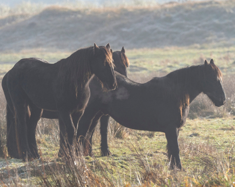 dampende paarden in de ochtendzon