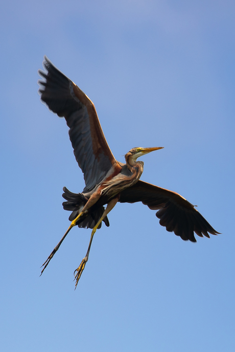 Purper reiger