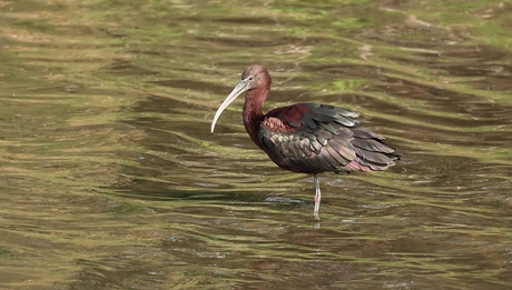 Zwarte Ibis