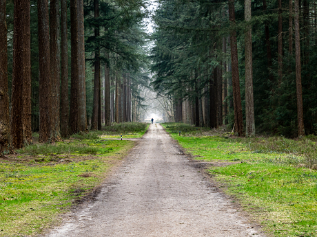 Veluwe 1