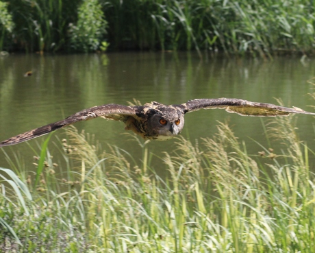 Eurasian eagle-owl