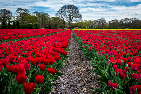 tulpen