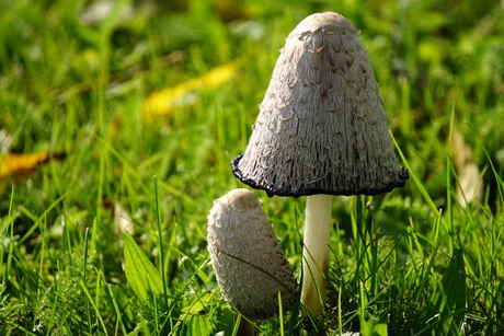 Herfst in het Jekerdal