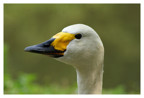 Kleine Zwaan