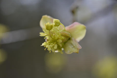 Asserbos, Assen, Nederland