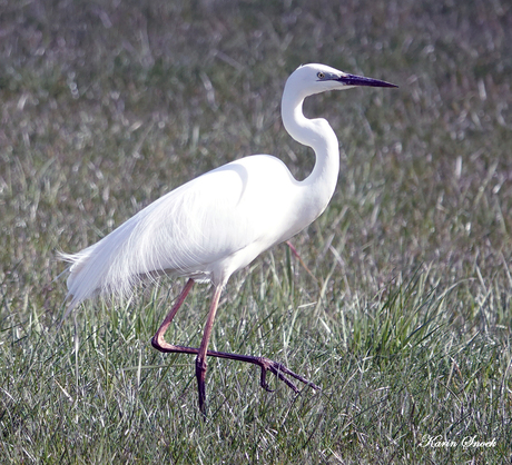 "Prachtige reiger..."