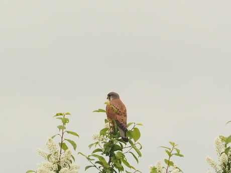 "onzichtbaar" valkje