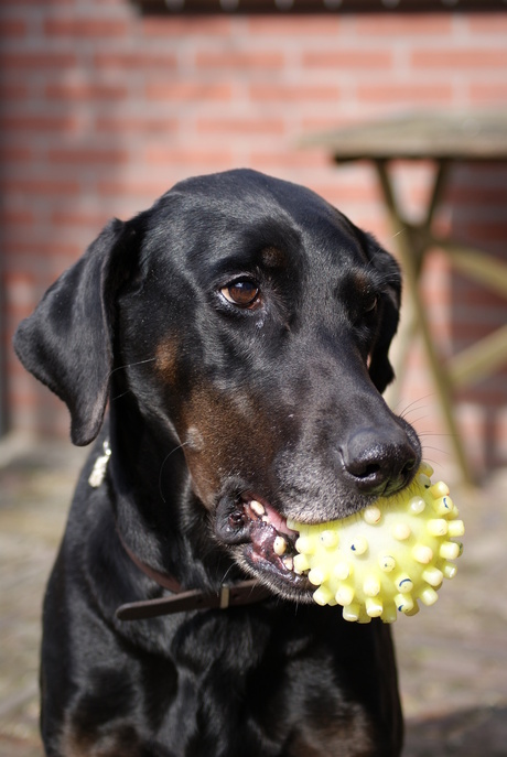 Alweer mijn fotogenieke hond!