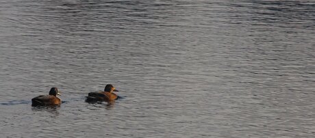 Ensemble sous le soleil du matin.