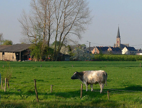 Kerk St. Gillis Waas