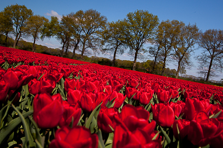 rode tulpen