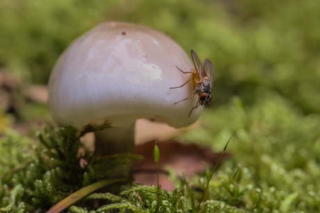 Lipocephala op porseleinzwam