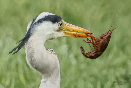 Blauwe reiger met prooi