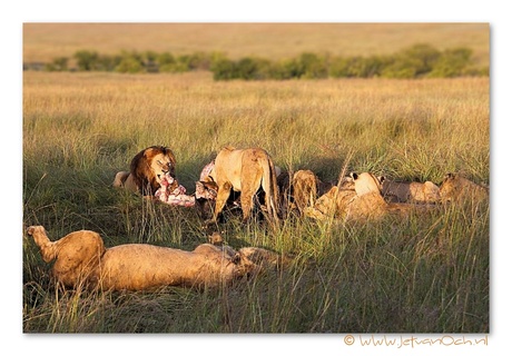 Lion's breakfast