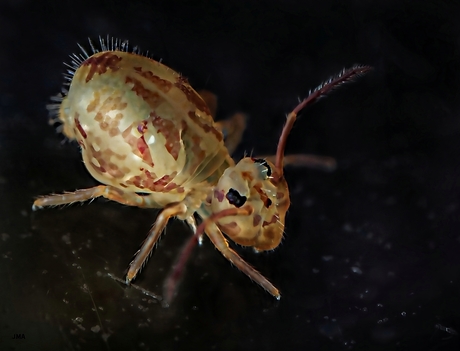 Springstaartje - Dicyrtomina ornata 