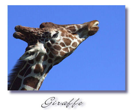 Giraffe