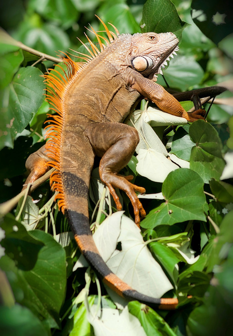 Macho Iguana