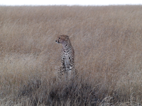 Jachtluipaard in Serengeti