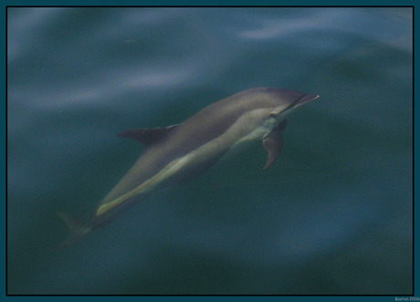 Dolphins in Boston